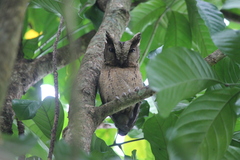 Otus lempiji
