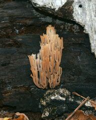 Artomyces pyxidatus