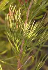 Serruria phylicoides