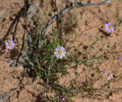 Brachyscome ciliaris