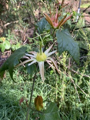 Passiflora herbertiana