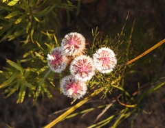 Serruria phylicoides