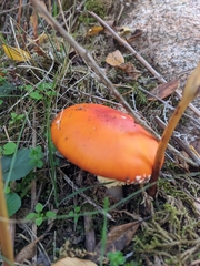 Amanita