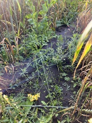 Capsella bursa-pastoris