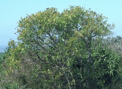 Ptaeroxylon obliquum