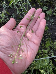 Capsella bursa-pastoris