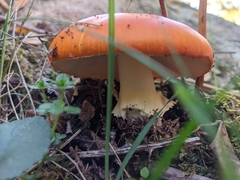 Amanita