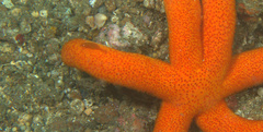 Zenopontonia soror