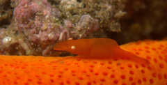 Zenopontonia soror