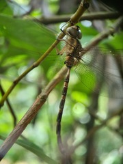 Gynacantha