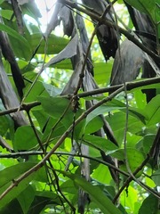 Gynacantha