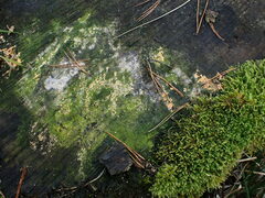 Basidioradulum radula