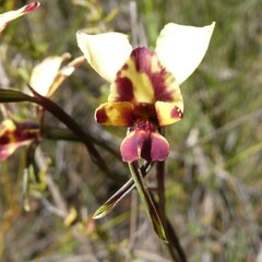 Diuris pardina
