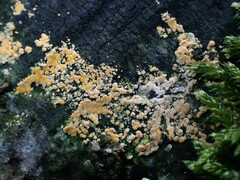 Basidioradulum radula