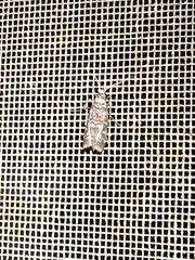 Euzophera ostricolorella