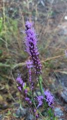 Liatris spicata