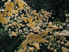 Basidioradulum radula