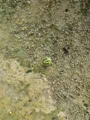 Cassida circumdata