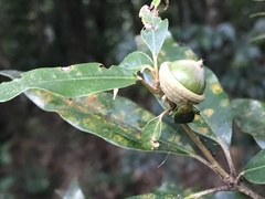 Quercus hypophaea