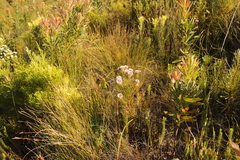 Serruria phylicoides