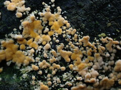 Basidioradulum radula