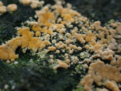 Basidioradulum radula