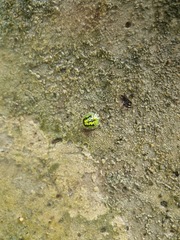 Cassida circumdata