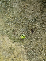 Cassida circumdata