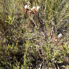 Diuris pardina