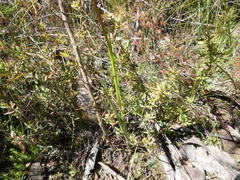 Diuris pardina