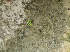 Cassida circumdata