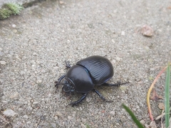 Geotrupidae
