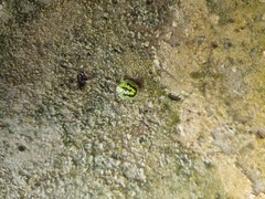 Cassida circumdata