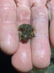 Platyplectrum ornatum