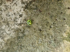 Cassida circumdata