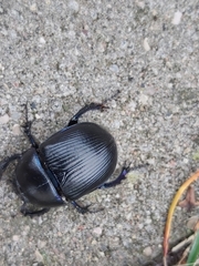 Geotrupidae