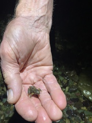 Platyplectrum ornatum