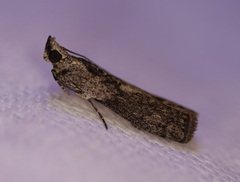 Sciota melanostyla