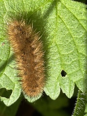 Phragmatobia