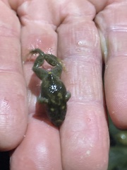 Platyplectrum ornatum