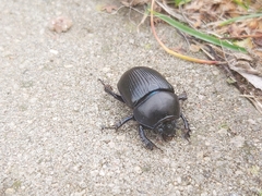 Geotrupidae