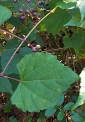 Ampelopsis cordata