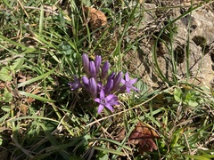 Gentianella germanica