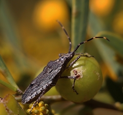 Alcaeus varicornis