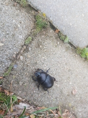 Geotrupidae