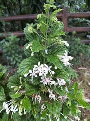 Clerodendrum calamitosum