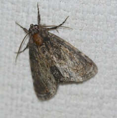 Zalissa catocalina