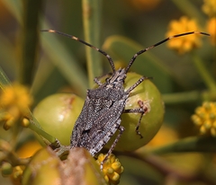 Alcaeus varicornis