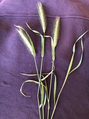Hordeum murinum glaucum