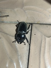 Serrognathus titanus platymelus